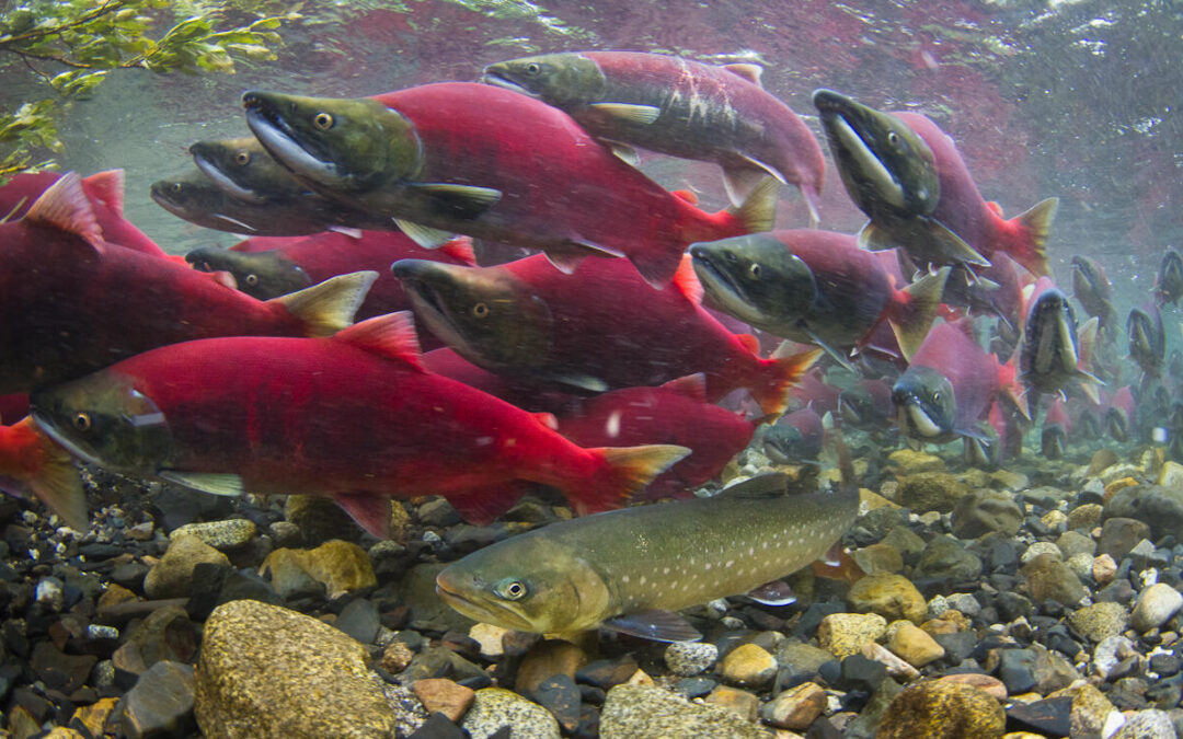 Facilitating Collaboration for Salmon Recovery: Triangle Associates Leads Engagement on WDFW Statewide Fish Passage Strategy with Cramer Fish Sciences